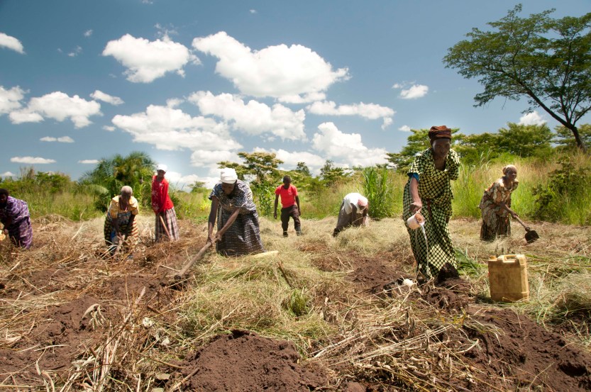 kasubi-womens-group-from-kasubi-villagegayaza-sub-county-tending-their-joint-garden