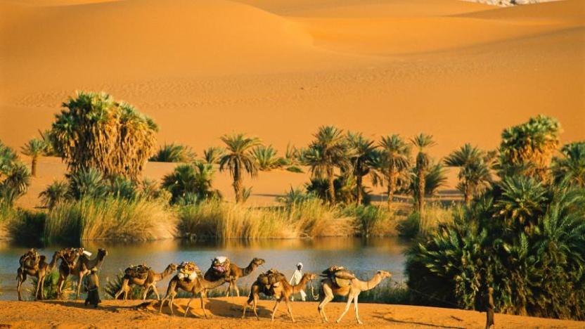 Camels at oasis