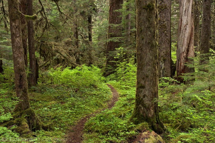 a trail winds through an old growth forest on the way to Harps Shelter